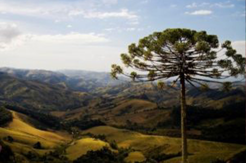 imagem 8